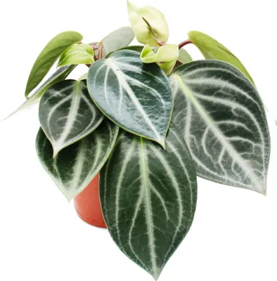 Zdjęcie produktu dla Peperomia sarcophylla - Papryka karlowa - w doniczce 15 cm