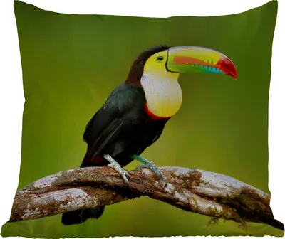 Produktbild von MuchoWow® Outdoor Kissen - Vogel - Tukan - Regenbogen - Grün - Zweig - 40x40 cm - Wetterfest - Lounge Kissen - Kopfkissen - Interieur - Polster mit Bild