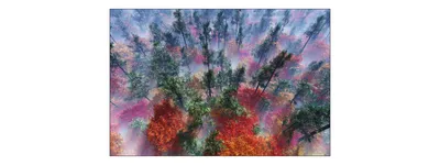 Produktbild von Muralo Fototapete Wald im Nebel 360 (B) x 240 (H) cm Vlies Tapete Wandtapeten Blumen Bäume Wohnzimmer Schlafzimmer moderne Wandbilder XXL Landschaft Panorama Wand Dekoration