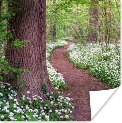 Produktbild von MuchoWow® Poster Wald - Weg - Blumen - Weiß 75x75 cm - Wand Dekoration