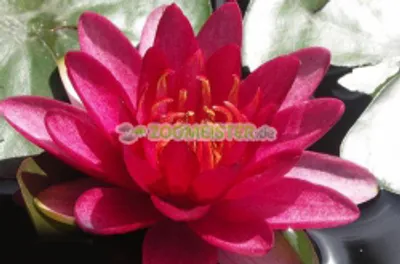 Produktbild von Seerose Burgundy Princess winterhart rubinrot- Rhizom, Teichpflanze