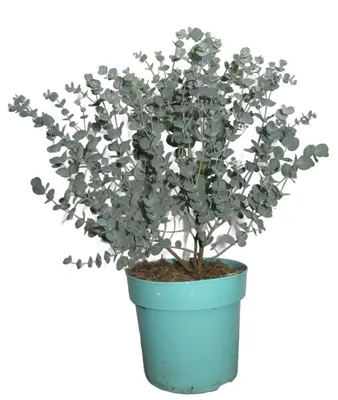 Produktbild von Eukalyptus Pflanze 'Eucalyptus gunnii' XXL, 55 cm hoch, duftend, im 19 cm Topf