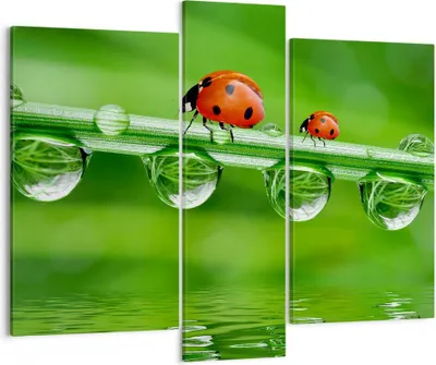 Produktbild von Bild auf Leinwand - Leinwandbild - Marienkäfer Wasser Grün Umwelt - 95x80cm - Wand Bild - Wanddeko - Leinwanddruck - Bilder - Kunstdruck - Wanddekoration - Leinwand bilder - Wandkunst - CB95x80-2661
