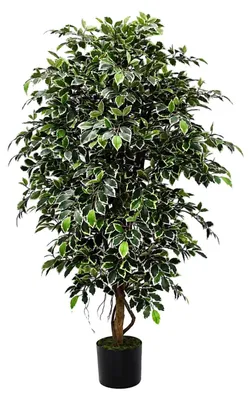 Produktbild von aplanta Künstlicher Ficus Retusa – Lysandros | 180 cm, Echtholzstamm, für drinnen, Kunstbaum, wie echt, Allergiker geeignet, pflanzliche Dekoration Praxis, Office & Wohnzimmer