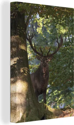 Obrázek produktu pro OneMillionCanvasses® - Obrazy na plátně - 90x140 cm, Jelen stojící za stromem v národním parku Eifel, Nástěnný tisk Nástěnná dekorace - Fotografie na plátně - Malba na - Nástěnná dekorace - Ložnice