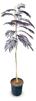 Productafbeelding van Solidchoice - Albizia Julibrissin 'Summer Chocolate' Winterharde Boom met Roze Bloemen