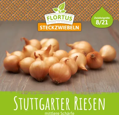 Produktbild von Steckzwiebel Stuttgarter Riesen | Steckzwiebeln von FLORTUS, Menge (Gramm, Kilogramm):500 g