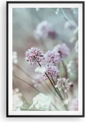 Produktbild von Gerahmtes Poster - Schwarzer Rahmen - Wiese Knoblauch Blume - 61x91,5 cm - Wand Bild - Wanddeko - Wandbilder - Kunstposter - Wandposter - Bilderrahmen - Bilder - Kunstdruck - Wandbild P2BPA61x91-4177