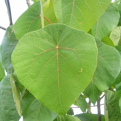 Zdjęcie produktu dla Kenda (Macaranga peltata)  – 10 sztuk