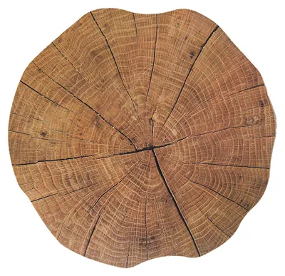 Immagine prodotto di Tovaglietta lavabile tronco d'albero aspetto legno rotonda