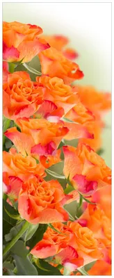Produktbild von Wallario Premium Glasbild, freischwebende Optik, kräftige Farben, Größe 125 x 50 cm Motiv Orangene Rosenblüten im Strauß
