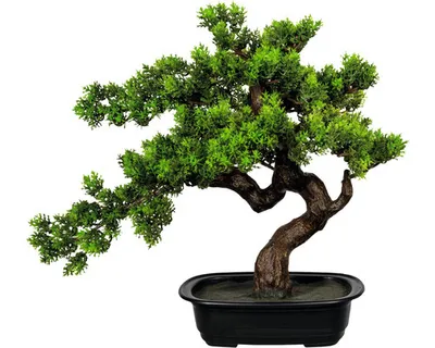 Produktbild von Kunstpflanze Bonsai Myrte Ø 40 Höhe: 40 cm grün