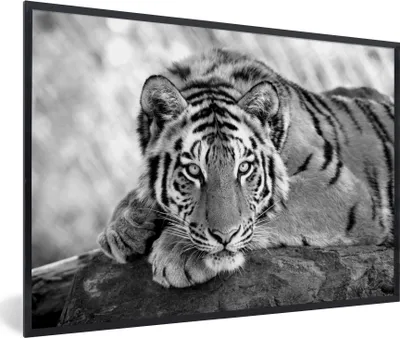 Produktbild von MuchoWow® MuchoWow® Gerahmtes Poster Tiger - Baum - Schwarz - Weiß 30x20 cm - Poster mit zchwarzem Bilderrahmen - Kunstdruck - Bild-Poster