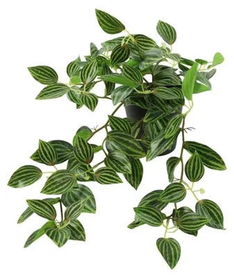 Zdjęcie produktu dla Countryfield Sztuczna roślina Peperomia zielona H23cm