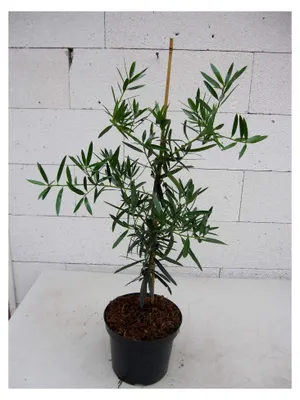 Produktbild von Steineibe - Podocarpus elatus - 40-60 cm