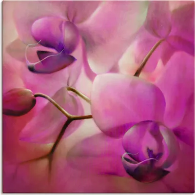 Produktbild von ARTland Leinwandbild Orchideen pink Größe: 50x50 cm