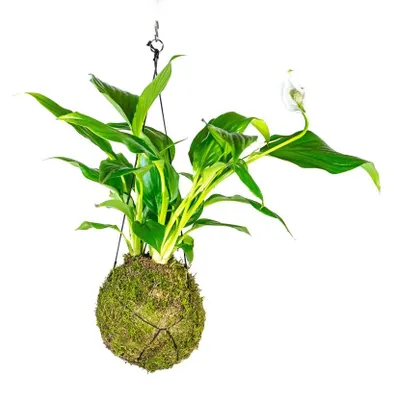 Obrázok produktu pre Gardners Kokedama Spathiphyllum (M)