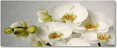 Produktbild von Tulup® Glas-Bild Wandbild aus Glas - 125x50 - Wandkunst - Wandbild hinter gehärtetem Sicherheitsglas - Dekorative Wand für Küche & Wohnzimmer  - Blumen & Pflanzen - Weiße Orchidee - Weiß