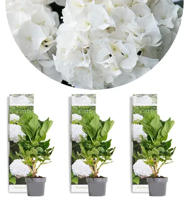 Produktbild von 3er-Set Hydrangea Macrophylla Wudu, Hortensie, 20-30 cm, Topf 10,5 cm