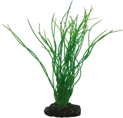 Produktbild von Hobby Sagittaria, Künstliche Aquarienpflanze, 20 cm