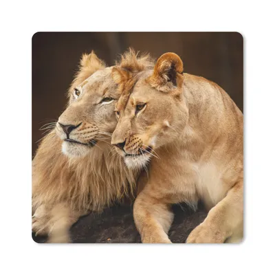 Produktbild von MuchoWow® Mauspad Mousepad Löwen - Braun - Tiere 20x20 cm - Mousepads - Maus Mat - Pad - Mausunterlage - Desk Mat - Bureauartikeln