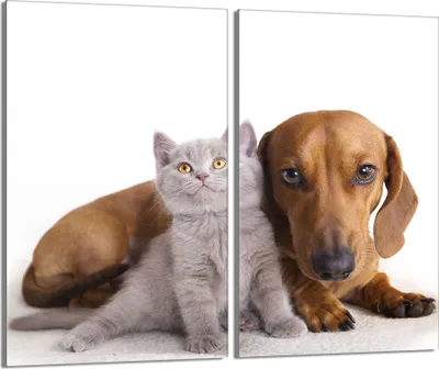 Image de Plaques de recouvrement pour cuisinière 2 pièces 30x52 Couverture de plaque vitrocéramique verre, chat chien