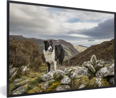 Produktbild von MuchoWow® Gerahmtes Poster Ein Border Collie steht auf dem Gipfel des Berges 90x60 cm - Poster mit Schwarzem Bilderrahmen Wandposter Rahmen Foto Bilder - Fotorahmen - Foto-Plakat
