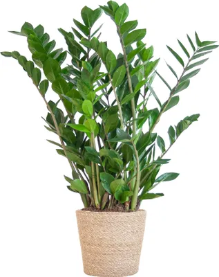 Produktbild von Zamioculcas Zamiifolia - ZZ-Pflanze mit Sofia-Korb Natur, 80cm, Ø21cm