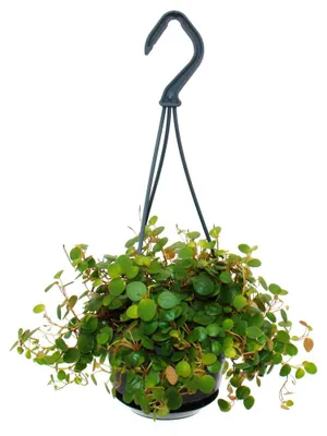 Produktbild von Pflegeleichte Mini-Ampelpflanze - Peperomia Pepperspot - Zwergpfeffer