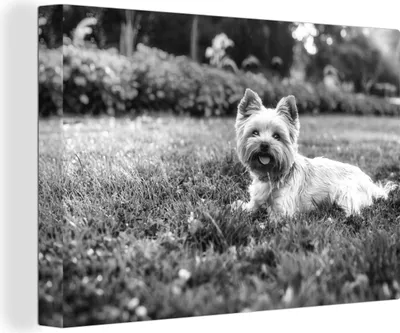 Produktbild von OneMillionCanvasses® - Leinwandbilder - 140x90 cm, Niedlicher Yorkshire Terrier im Gras liegend - schwarz und weiß, Wandbilder Kunstdruck Wanddekoration