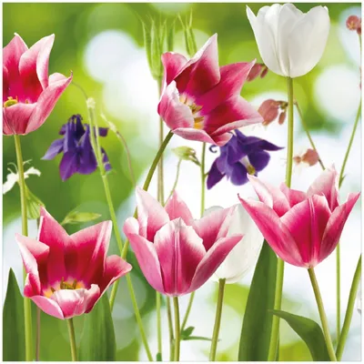Produktbild von Wallario Memoboard Magnettafel aus Glas, Größe 50 x 50 cm, Motiv Blühende Blumen im Frühling in pink und weiß