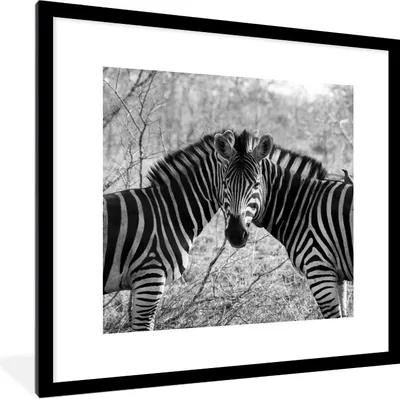 Produktbild von MuchoWow® Gerahmtes Poster Zwei Zebras 40x40 cm - Poster mit Schwarzem Bilderrahmen Wandposter Rahmen Foto Bilder - Poster - Plakat im Rahmen