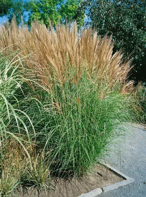 Produktbild von Miscanthus sinensis 'Goliath', Chinaschilf, ca. 11x11 cm Topf