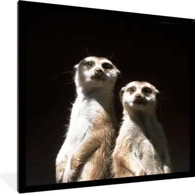 Produktbild von MuchoWow® Gerahmtes Poster Schwarz - Erdmännchen - Tiere 40x40 cm - Poster mit Schwarzem Bilderrahmen Wandposter Rahmen Foto Bilder - Mit Rahmen - Wanddekoration Schlafzimmer