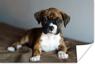 Produktbild von MuchoWow® Poster Boxerwelpe liegt auf einem Kissen 180x120 cm - Fotoplakat