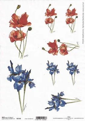 Immagine prodotto di ITD carta di riso per decoupage, papaveri, iris R1716
