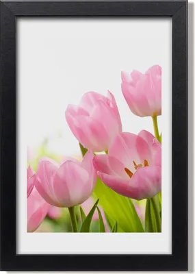 Produktbild von Bild 20x30 MDF-Rahmen, Wandkunst Rosa Tulpen