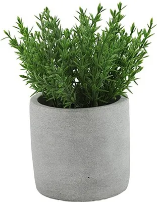 Produktbild von Countryfield Art Krauterthymian - in grauem Zementgefas - 19 cm