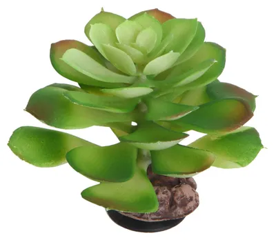 Produktbild von Hobby Terra Succulent 4 - Höhe 17cm