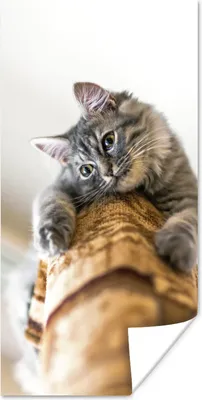 Produktbild von MuchoWow® Poster Katze - Kratzbaum - Grau 80x160 cm - Kinderzimmer