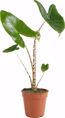 Zdjęcie produktu dla Bloomique - Alocasia Zebrina - Elephant Ear - Roślina doniczkowa - Oczyszczająca powietrze - 30-50 cm wysokości - doniczka 14 cm