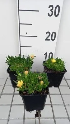 Immagine prodotto di 6 x Delosperma congestum 'Gold Nugget' - Winterharte - Topf 9 x 9 cm