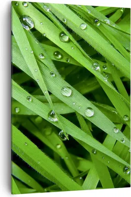 Produktbild von Bild auf Leinwand - Leinwandbild - Einteilig - Natur Gras Wasser Tropfen - 70x100cm - Wand Bild - Wanddeko - Wandbilder - Leinwanddruck - Wanddekoration - Leinwand bilder - Wandbild - PA70x100-1562