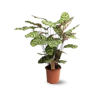 Image de Calathea oppenheimiana - maranta - ↕ 60-70 cm - ⌀ 17 cm - plante d'intérieur