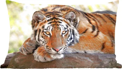 Produktbild von MuchoWow® Zierkissen Sofakissen Wohnzimmer Dekokissen 60x40 cm Tiger - Welpe - Rüssel - Kopfkissen - Polster mit Foto