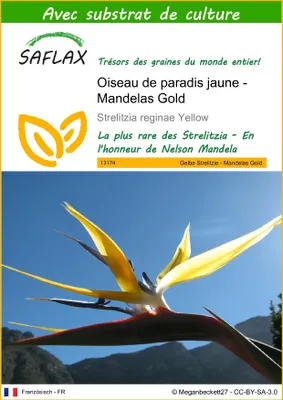 Image de SAFLAX  - Oiseau de paradis jaune - Mandelas Gold - 4 graines - Avec substrat - Strelitzia