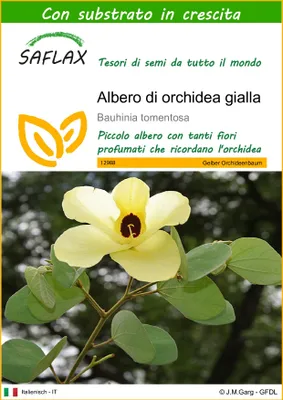 Immagine prodotto di SAFLAX - Albero di orchidea gialla - 30 semi - Con substrato - Bauhinia