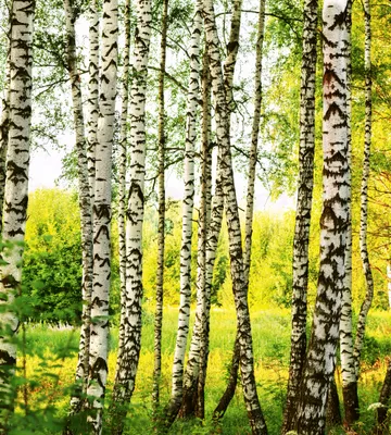 Produktbild von Fototapete - Birch Forest 225x250cm - Vliestapete