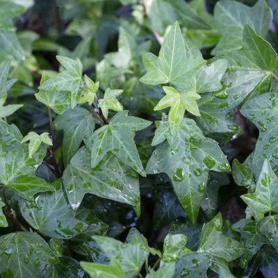 Produktbild von 12 Pflanzen Efeu, Hedera helix, P9 Topf