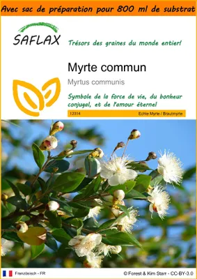 Image de SAFLAX Garden in the bag - Myrte commun - 30 graines - Myrtus